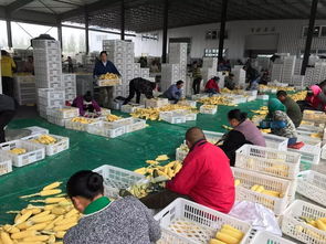 盛禾康業(yè)農(nóng)產(chǎn)品經(jīng)貿(mào)公司 速凍糯玉米 推動(dòng)致富路